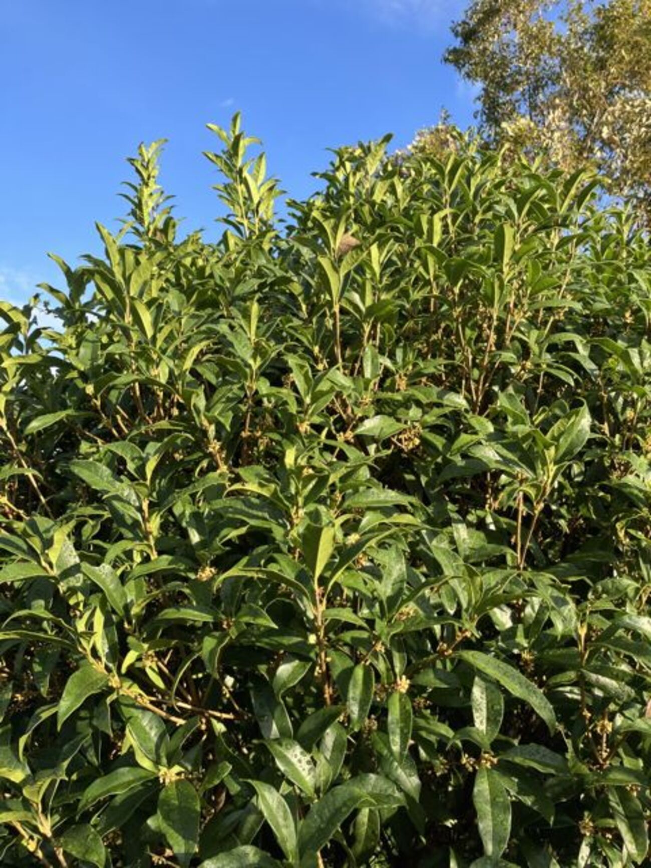 木犀（もくせい）・金木犀・銀木犀 - わたしの水彩スケッチと読書の旅