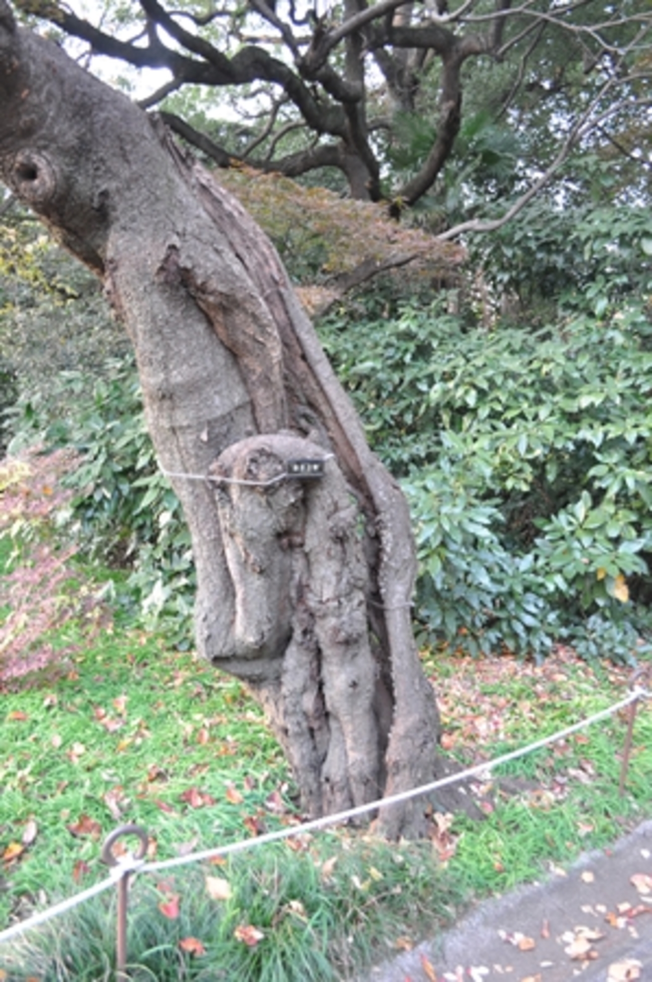 不定根のサクラ - 街の木コレクション