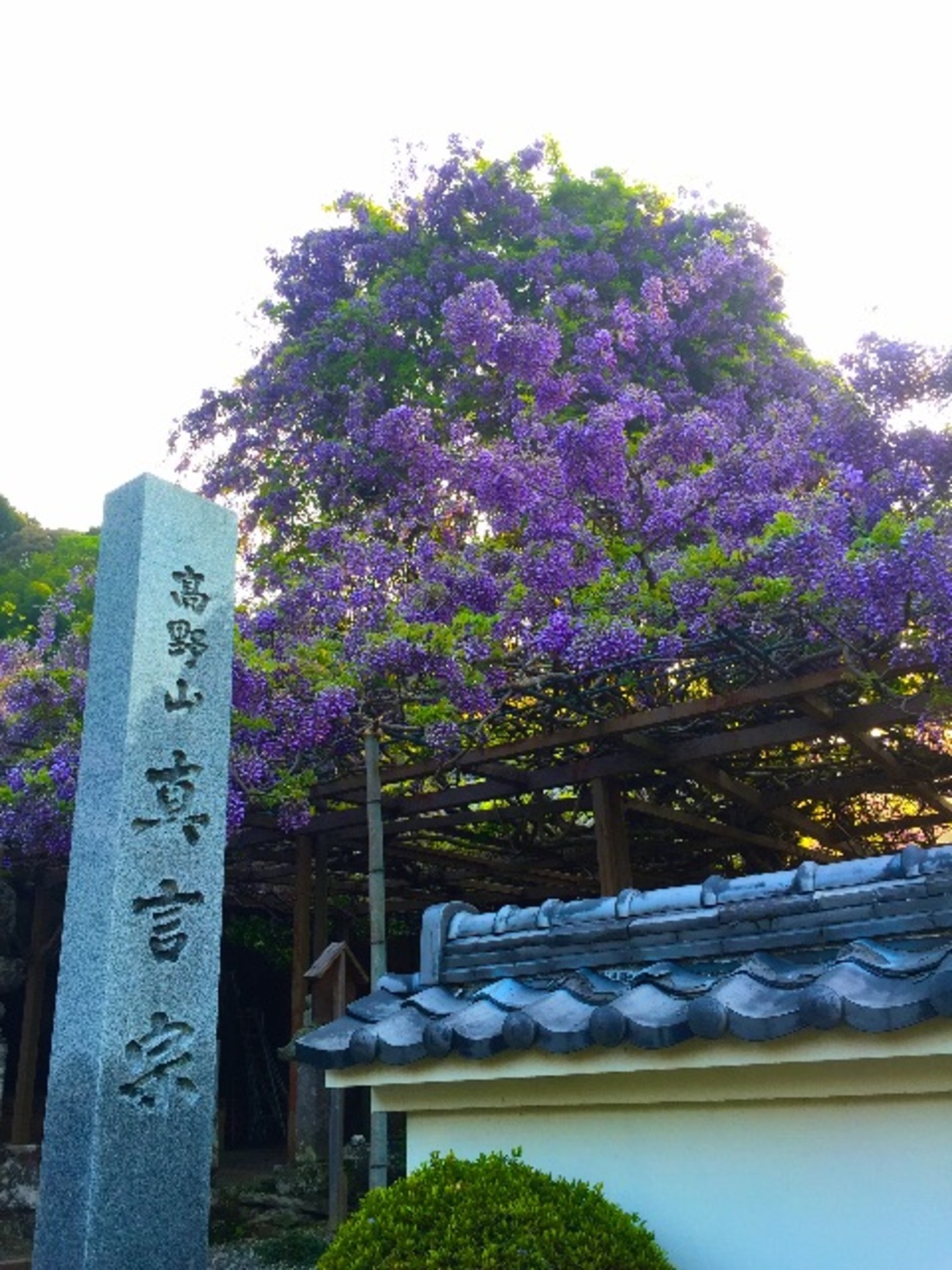 龍神　五橋　雨後の月　楯野川　鶴齢　天の戸 2021/8/17 11:00 気温20℃ 雨 現在、雨は小康状態なので、川周辺