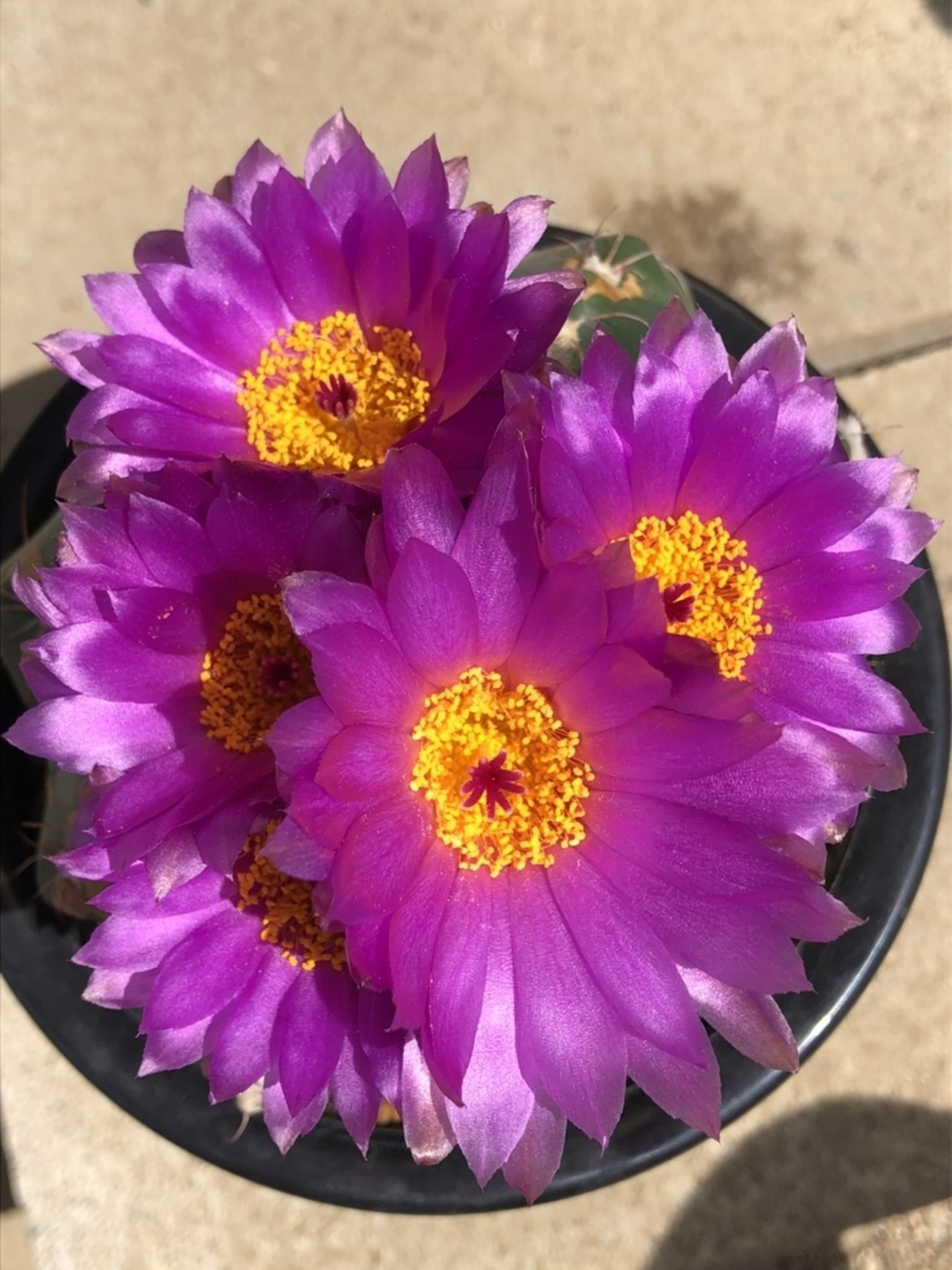 すみれ丸開花！ - cactuspower サボテン日記