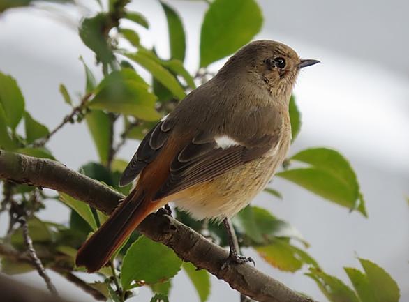 余部駅とは 地理の人気 最新記事を集めました はてな