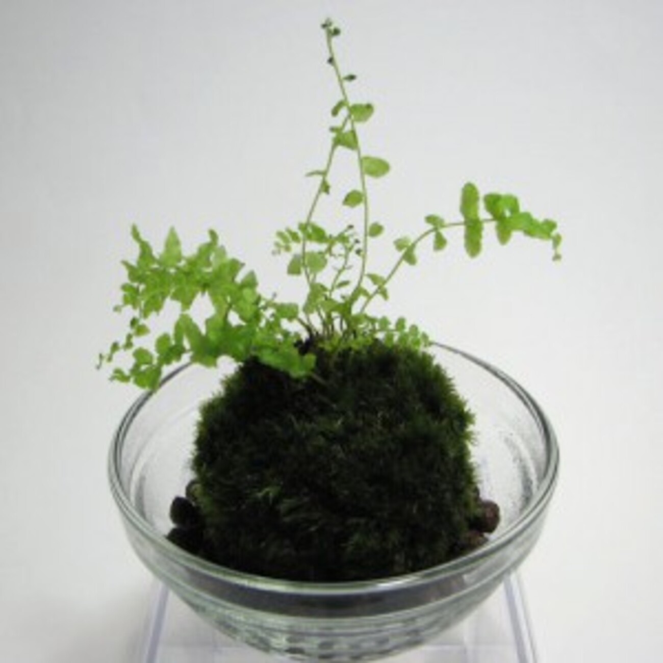 苔玉・苔 skullholic 苔とも - 苔玉などのグリーンアメニティの製造販売