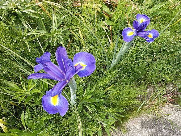 ハナショウブとは 動植物の人気 最新記事を集めました はてな