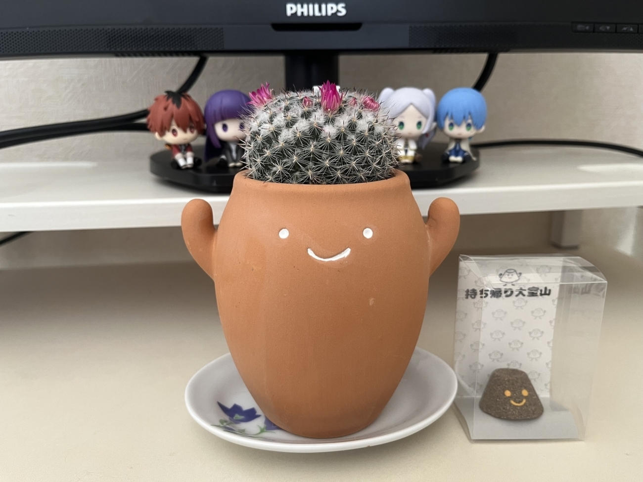 サボテンの花が咲いた後はどうなる？昼に開いて夜に閉じる姿に感動した