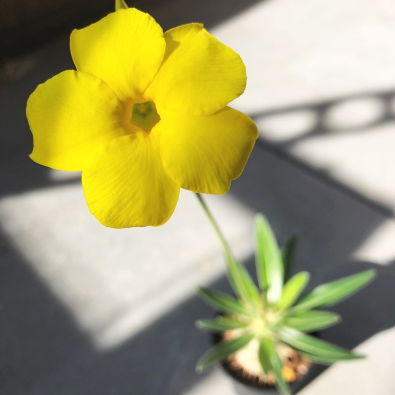 パキポディウムグラキリスの初開花 - 植物日誌