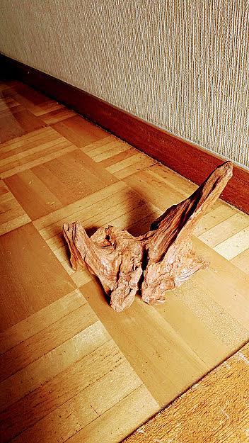 流木とは 動植物の人気 最新記事を集めました はてな