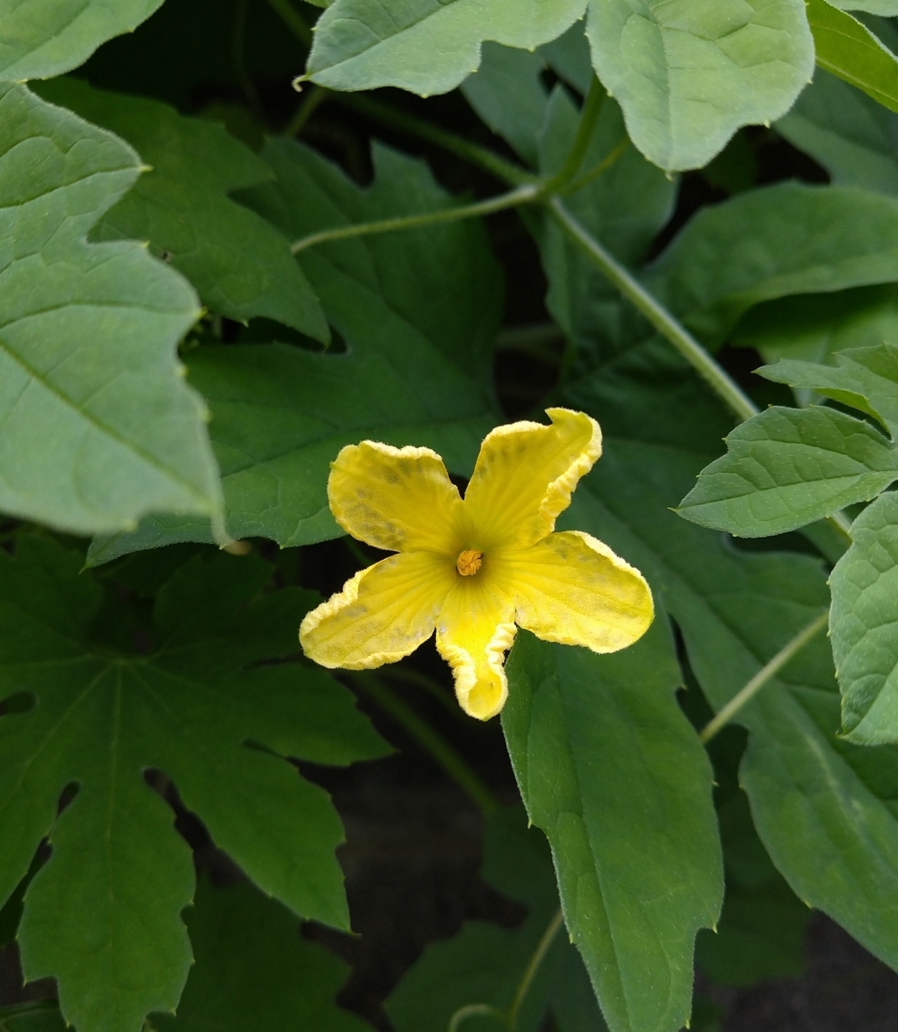 ツルレイシ（ウリ科） - 日本の植物図鑑～懐かしい草花～