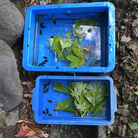 カワニナとは 動植物の人気 最新記事を集めました はてな
