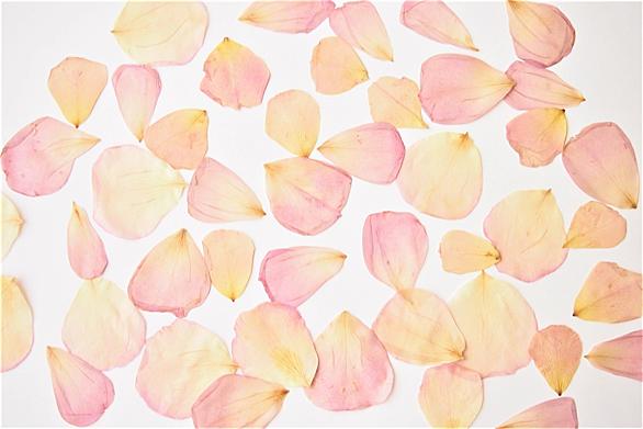 押し花とは 一般の人気 最新記事を集めました はてな 押し花とは 一般の人気 最新記事を集めました はてな