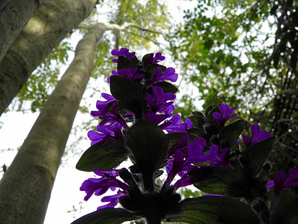 アジュガとは 動植物の人気 最新記事を集めました はてな