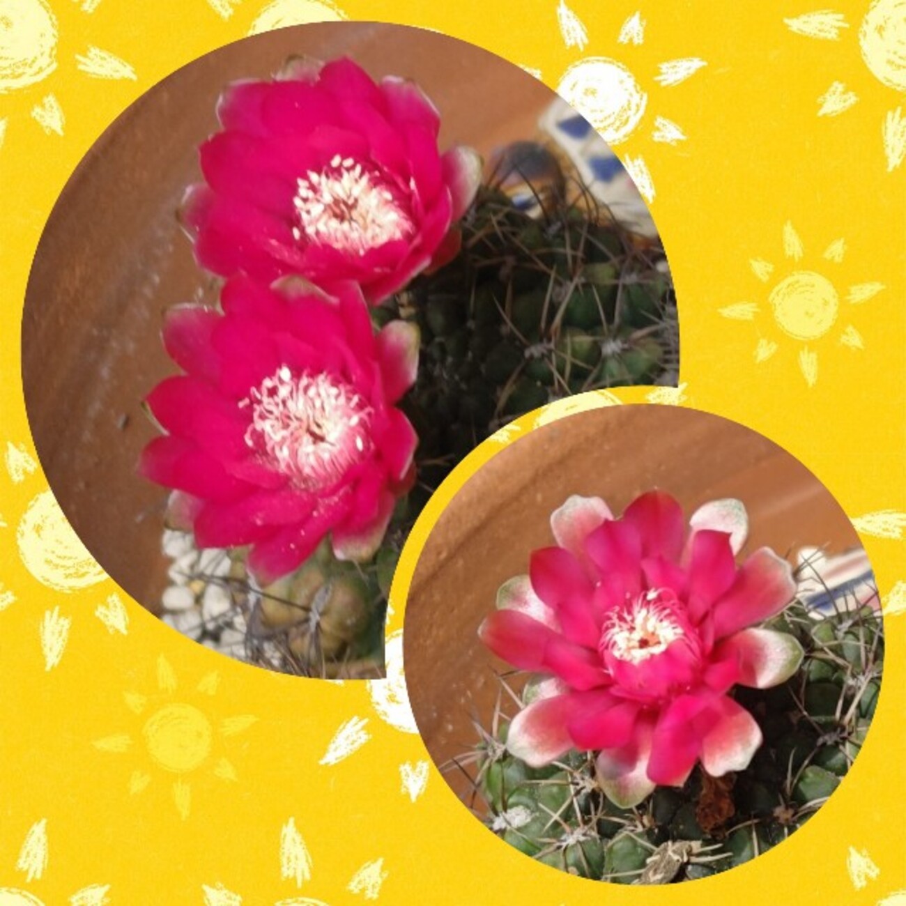 サボテンの花 その2 - のみや牧場のかあこ日記