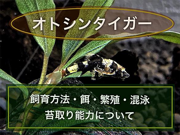 オトシンクルスとは 動植物の人気 最新記事を集めました はてな