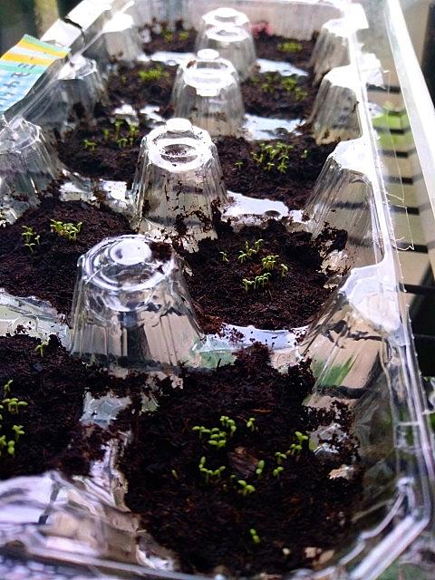 カモミールとは 動植物の人気 最新記事を集めました はてな
