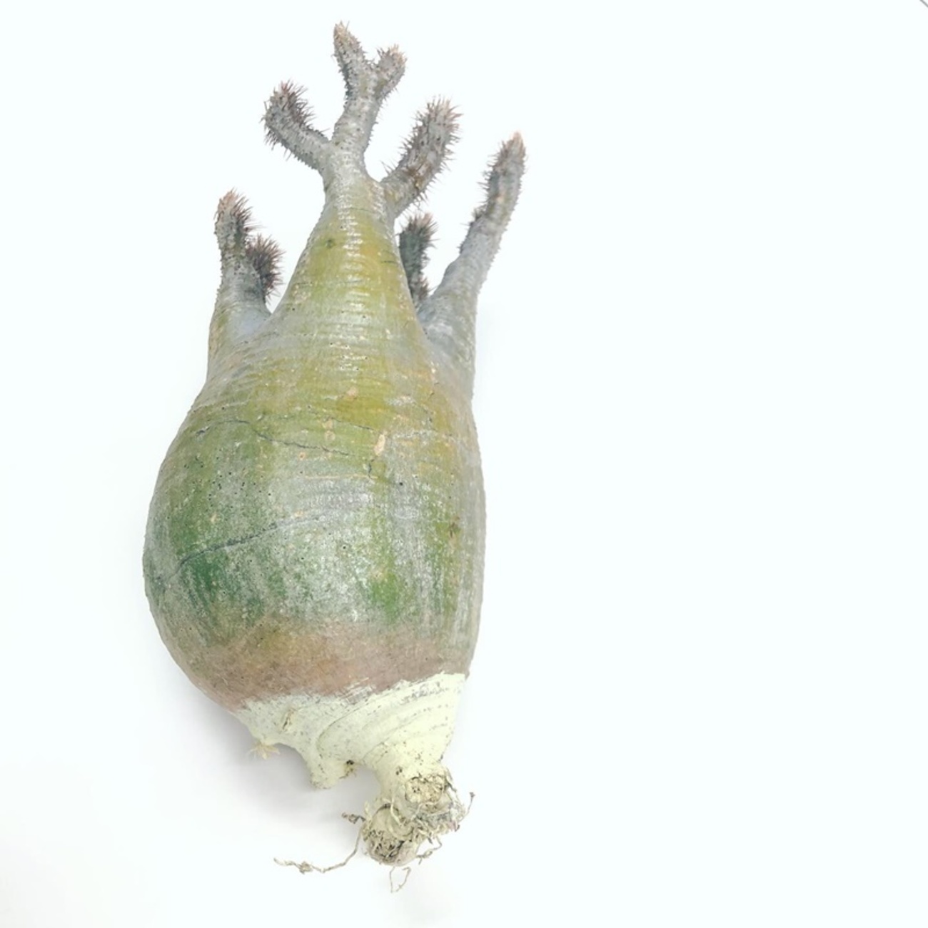 ぽってり現地球 塊根植物 パキポディウム グラキリス 手乗り 短枝 抜き苗