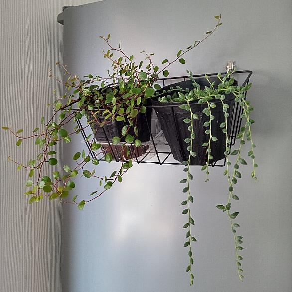 ワイヤープランツとは 動植物の人気 最新記事を集めました はてな ワイヤープランツとは 動植物の人気 最新記事を集めました はてな