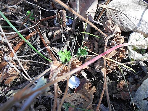 ゼラニウムとは 動植物の人気 最新記事を集めました はてな ゼラニウムとは 動植物の人気 最新記事を集めました はてな