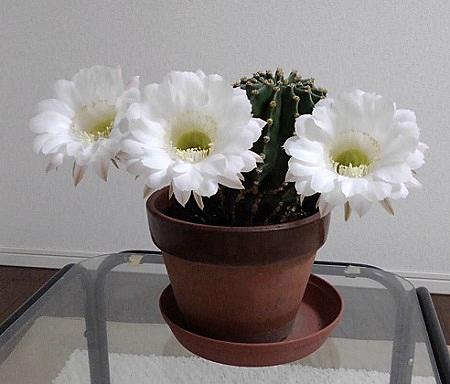 クワトロ バジーナとは アニメの人気 最新記事を集めました はてな