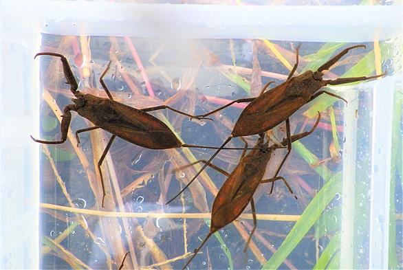 タイコウチとは 動植物の人気 最新記事を集めました はてな タイコウチとは 動植物の人気 最新記事を集めました はてな