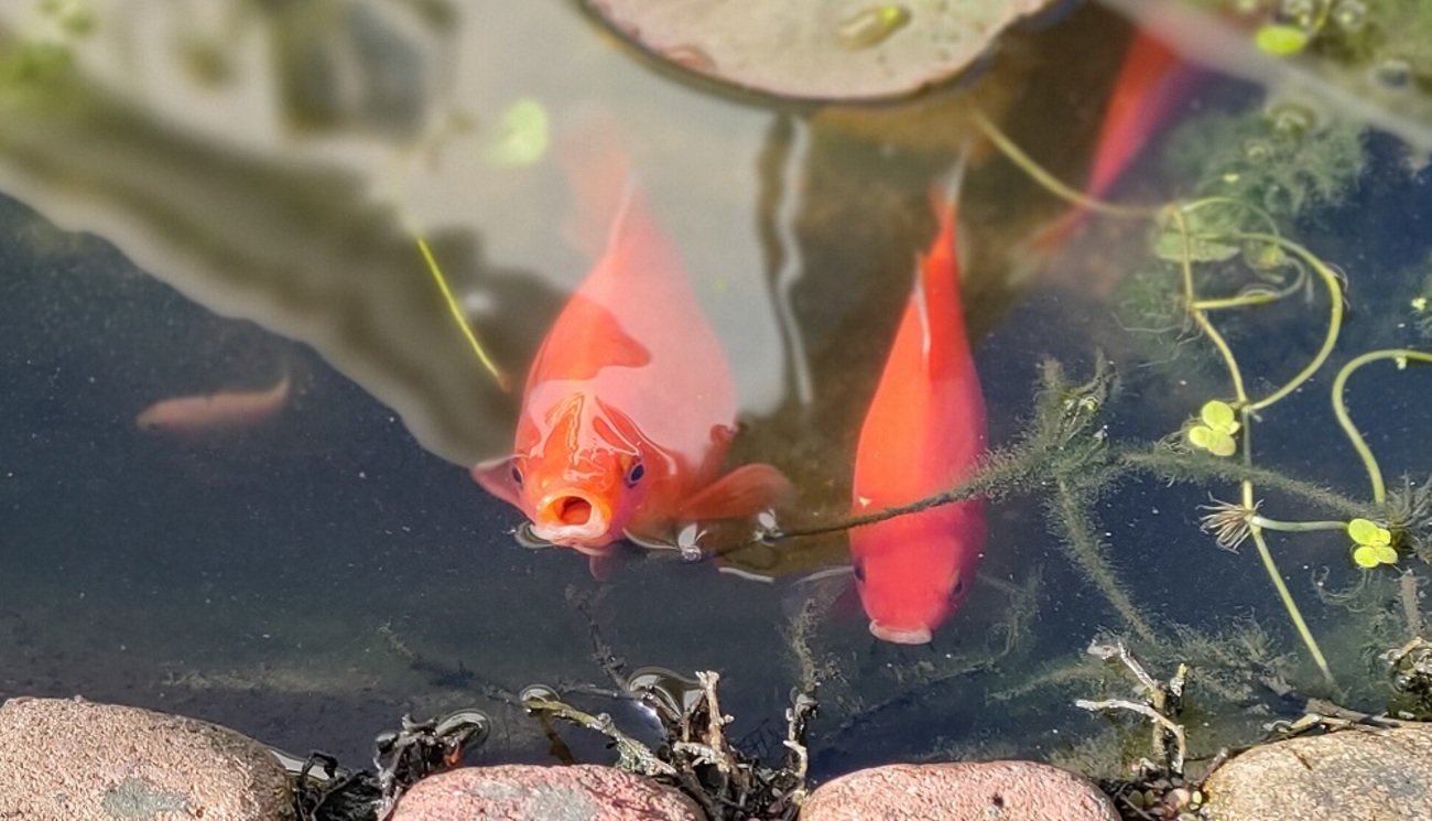 キョウ　めだか金魚容器産卵タライ Amazon.co.jp: たらい 水槽 大型 プール 屋台 金魚すくい