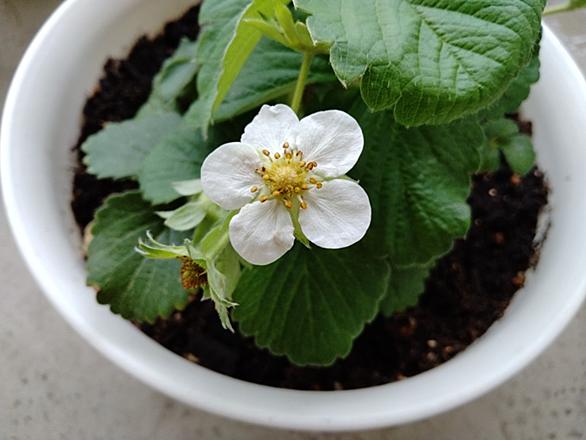 受粉とは 動植物の人気 最新記事を集めました はてな 受粉とは 動植物の人気 最新記事を集めました はてな