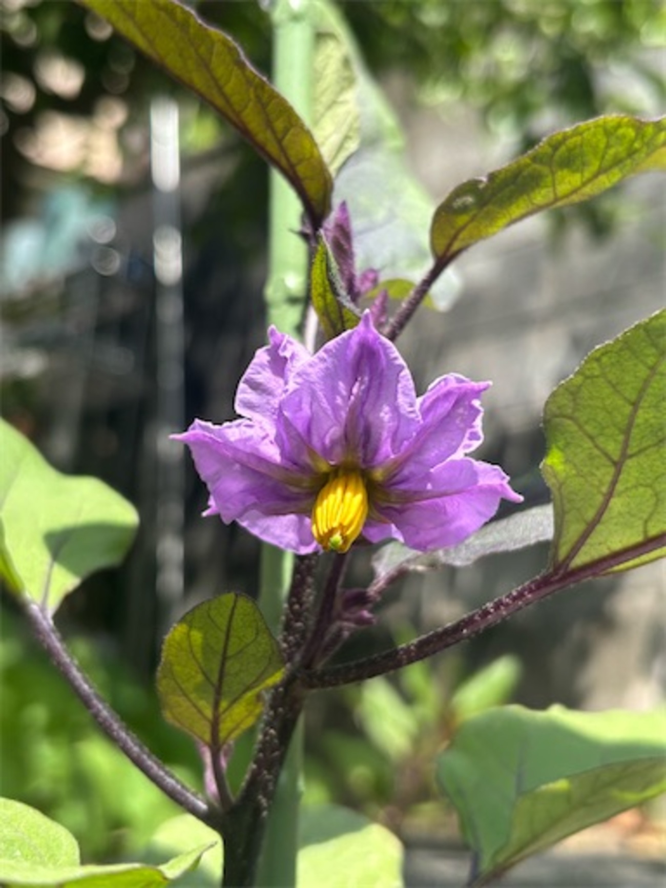 茄子の花 - ツイノスミカ