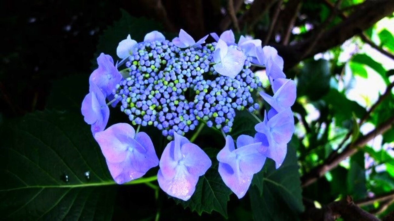 ３年目の額紫陽花  ₀₂ - フラワーバードウィンド＆ムーン