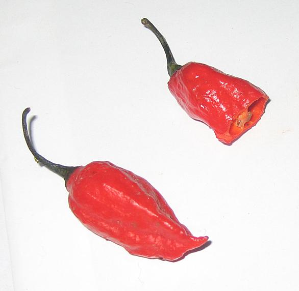 キダチトウガラシとは 食の人気 最新記事を集めました はてな