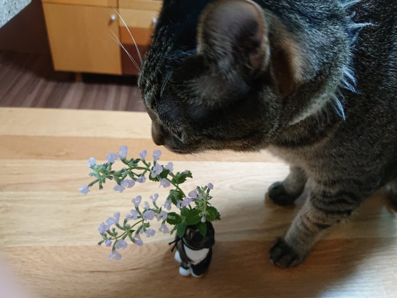 アブラムシに負けそうなキャットミントと、退屈な猫たち - 北のねこ暮らし