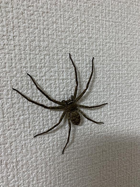 アシダカグモとは 動植物の人気 最新記事を集めました はてな アシダカグモとは 動植物の人気 最新記事を集めました はてな