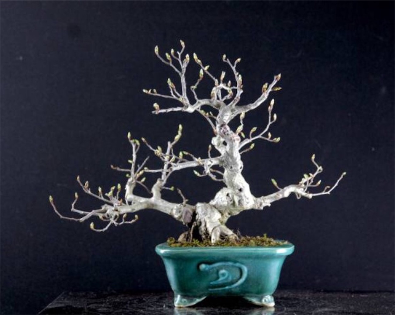 なかなかレアな盆栽 イワシデ（岩四手） - BONSAI-LABO（盆栽ラボ）凜 