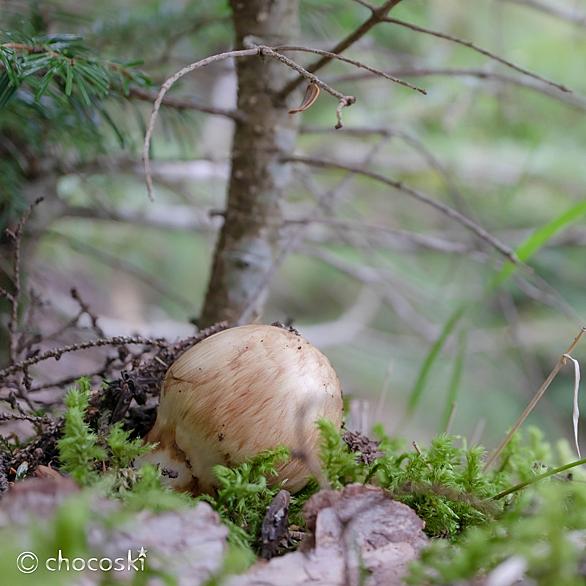 マツタケモドキとは 動植物の人気 最新記事を集めました はてな マツタケモドキとは 動植物の人気 最新記事を集めました はてな