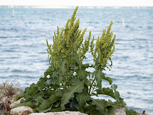 タデ科とは 動植物の人気 最新記事を集めました はてな