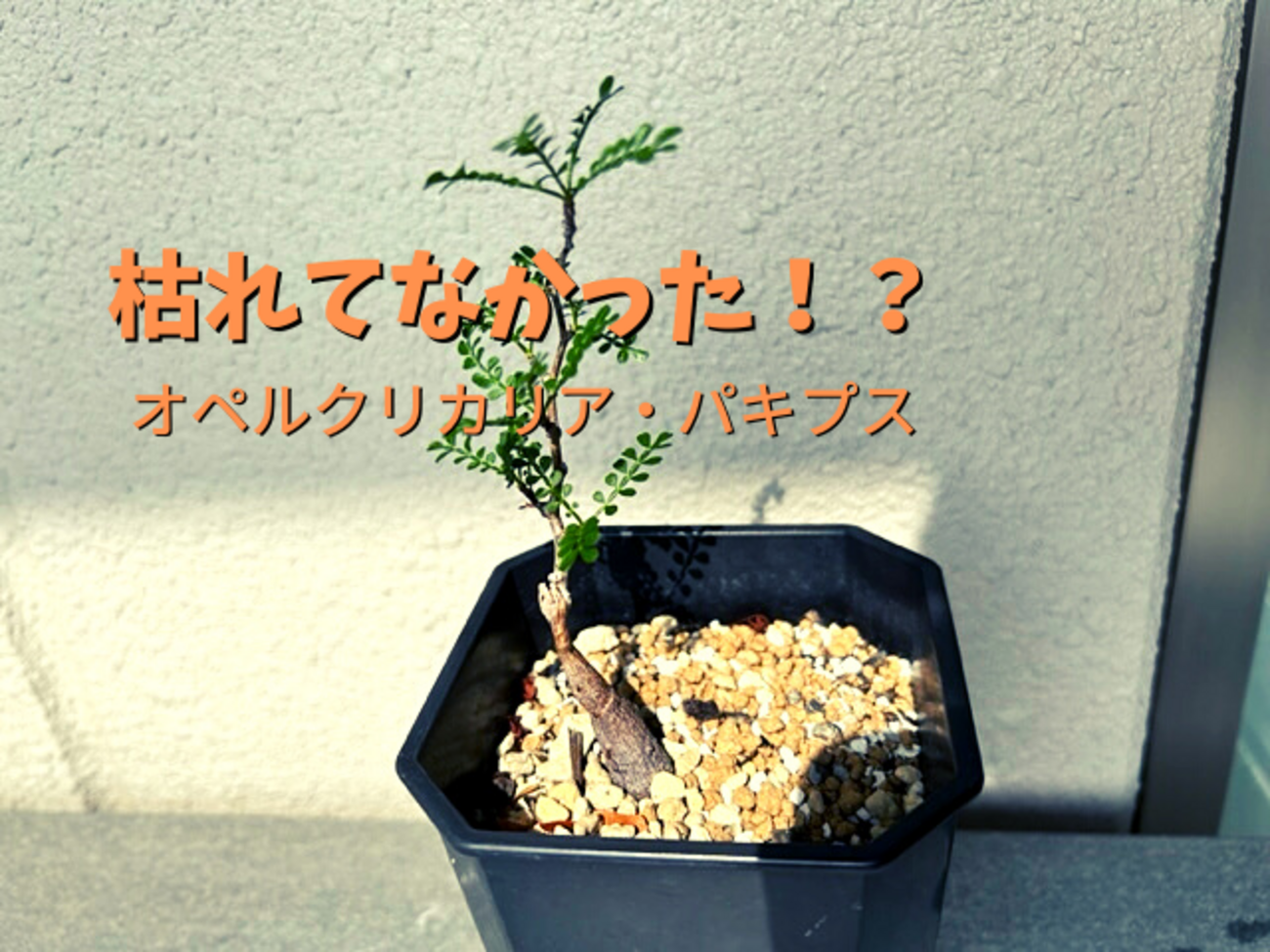 枯れたと思ったオペルクリカリア・パキプスの実生株から新芽が