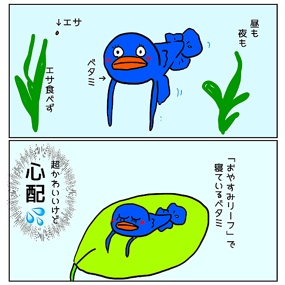 ベタとは 動植物の人気 最新記事を集めました はてな ベタとは 動植物の人気 最新記事を集めました はてな