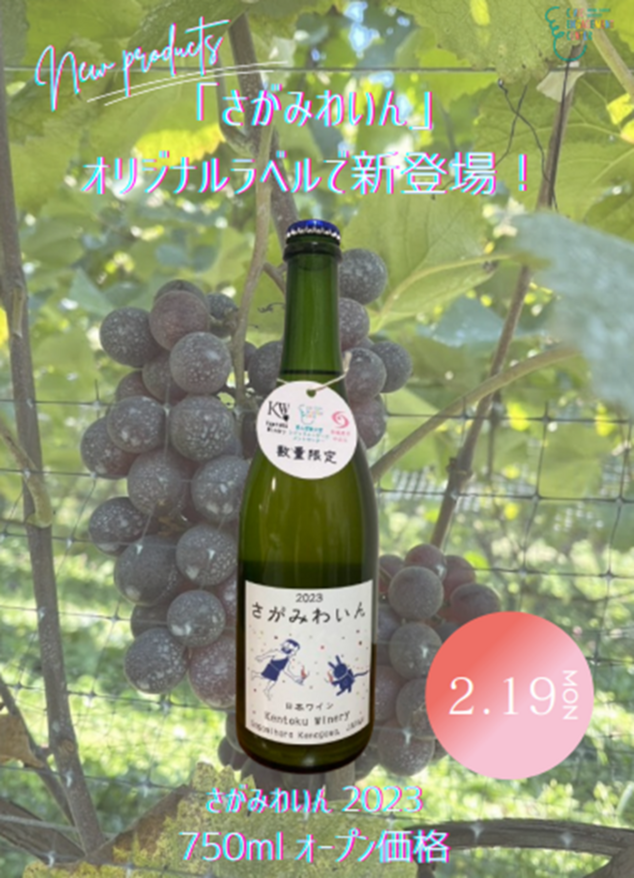 の*ん様 ☘️お盆イベント☘️限定1株☘️3138【Will 】 【原生地採取】 backend=imagemagick;version=1;