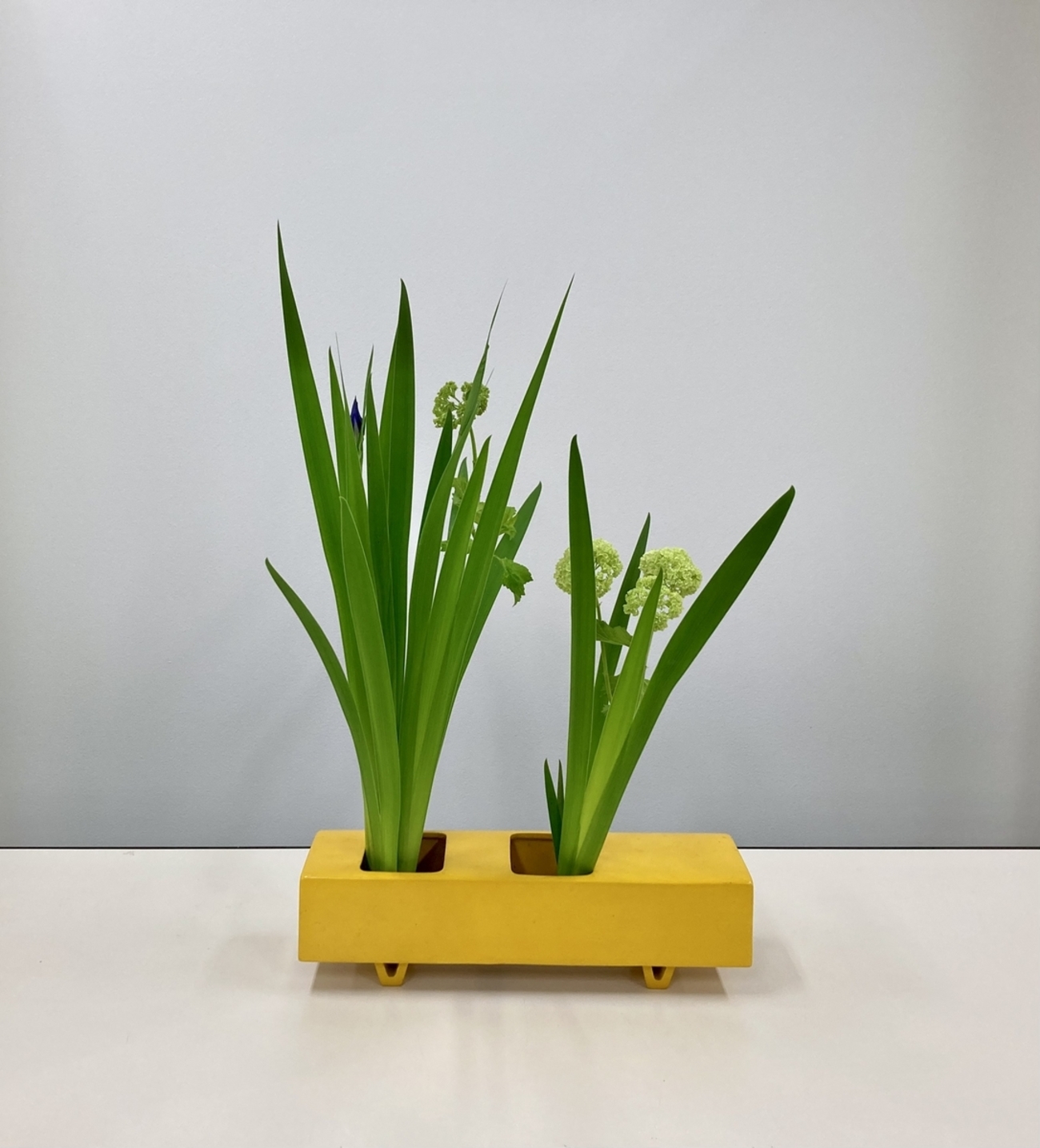 昨日のお稽古：28 Apr 2024 - 花をいけてみたら変わること