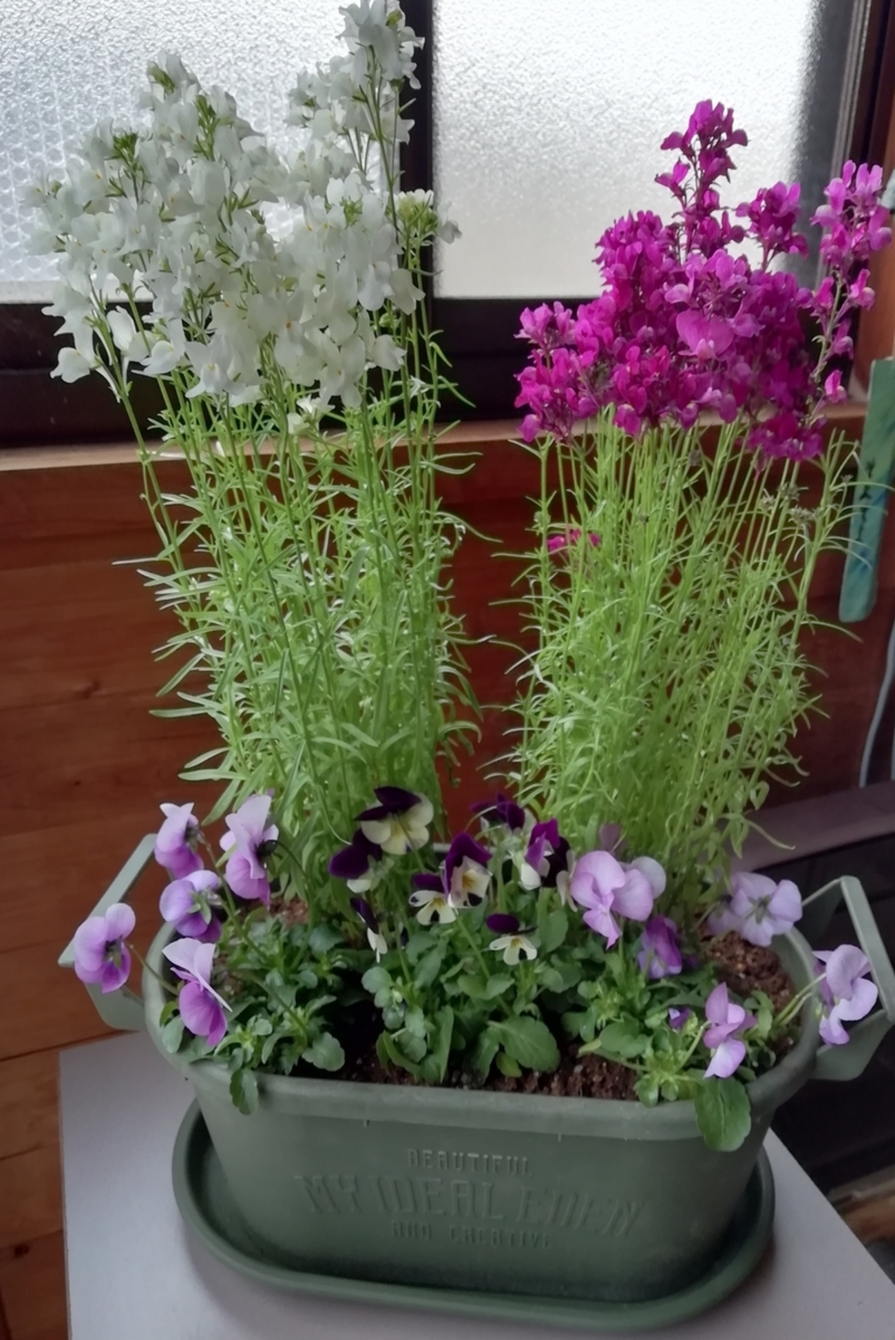 リナリアをビオラと寄せ植えに - ささゆりのブログ