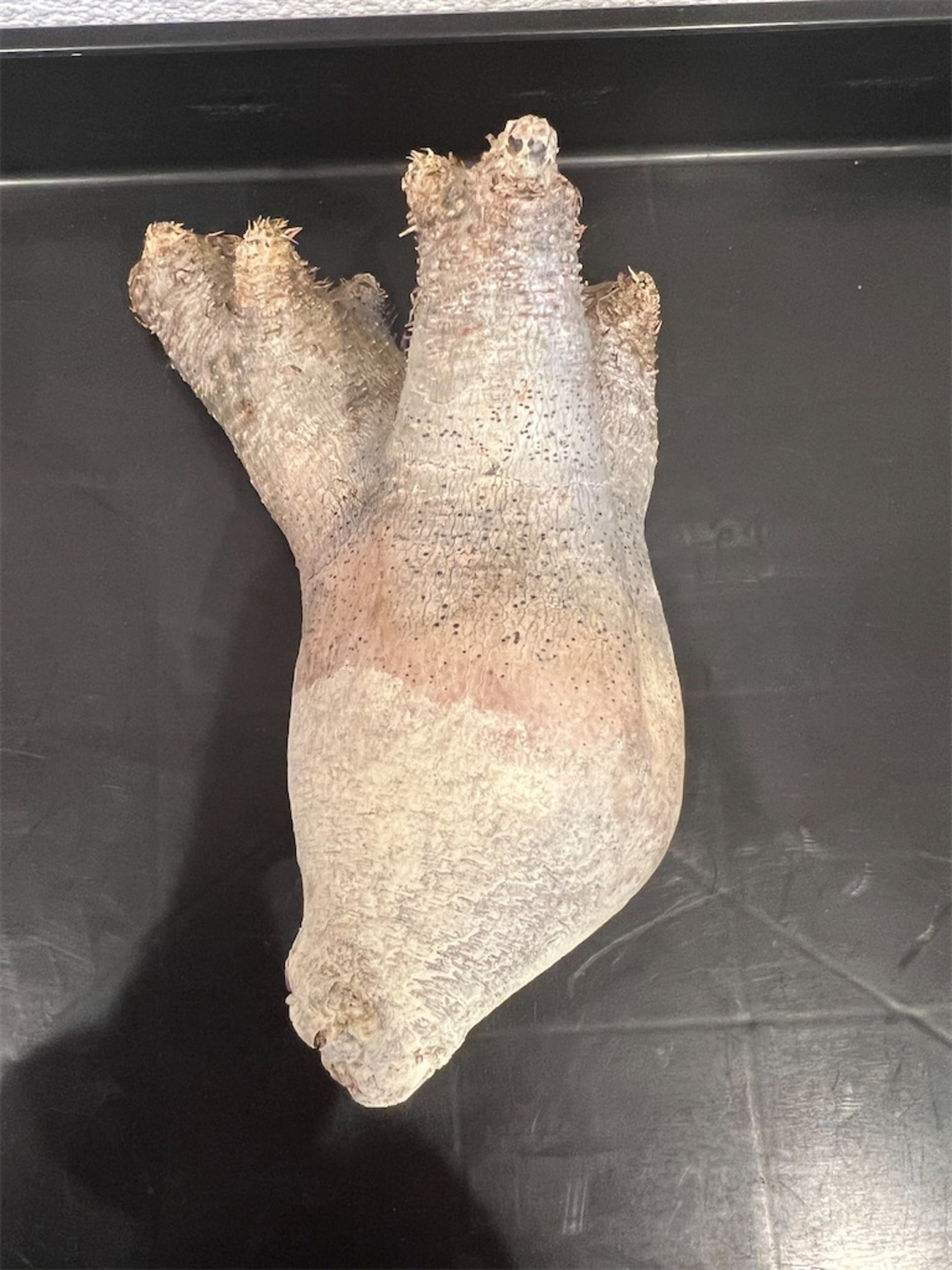パキポディウム・イノピナツムの発根管理に挑戦【ベアルート株、現地球 