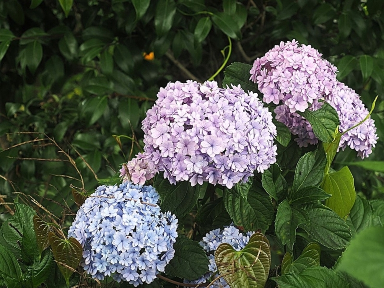 💖今日の庭の花💖 - 花遊び 山遊び ブログ