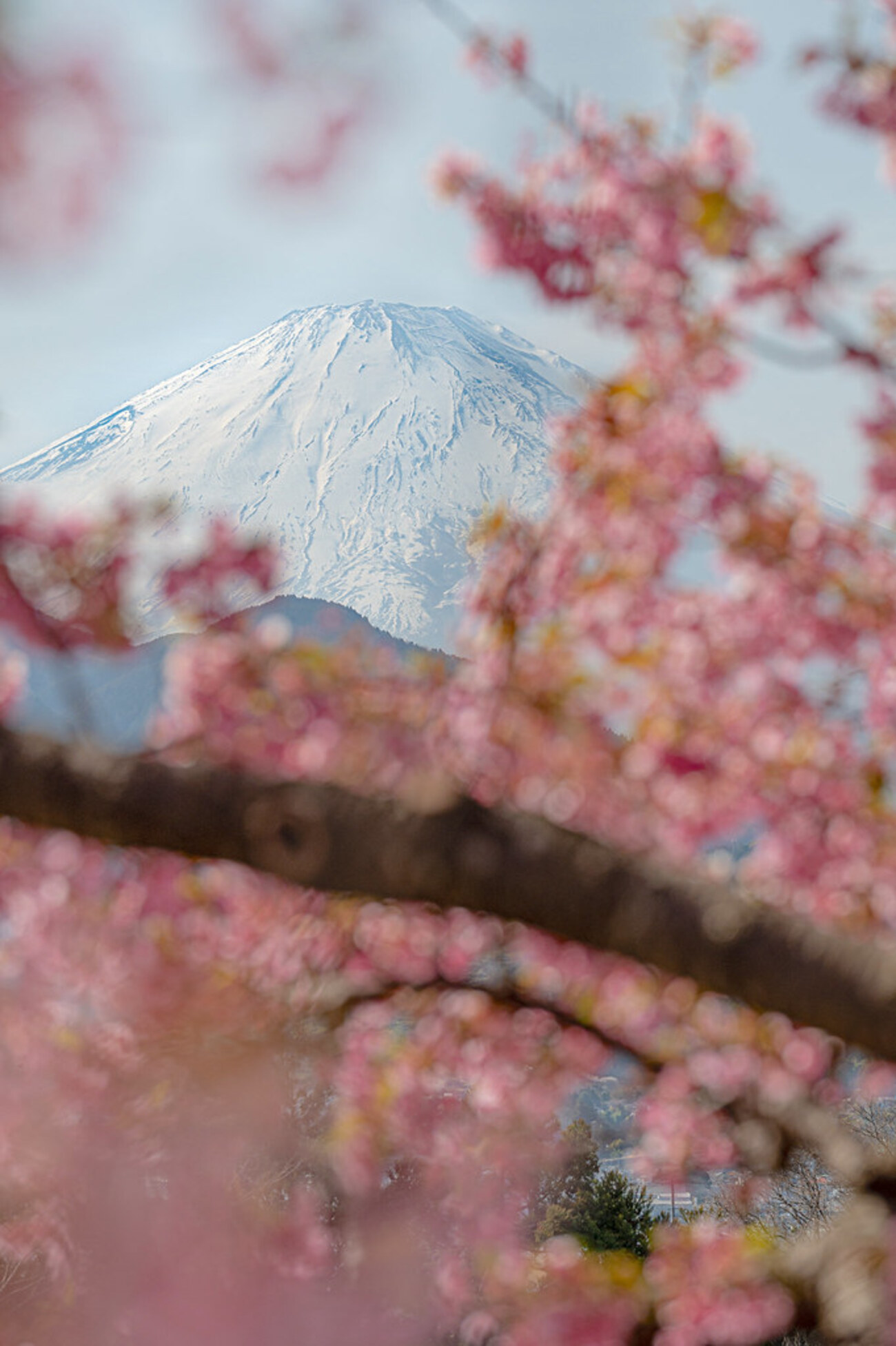 河津桜×富士山2021 〜その②〜 - Circulation - Camera