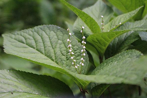 ヒトリシズカとは 動植物の人気 最新記事を集めました はてな