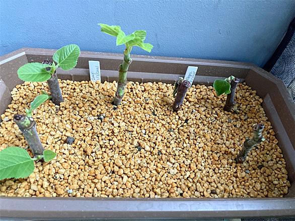 摘心とは 動植物の人気 最新記事を集めました はてな