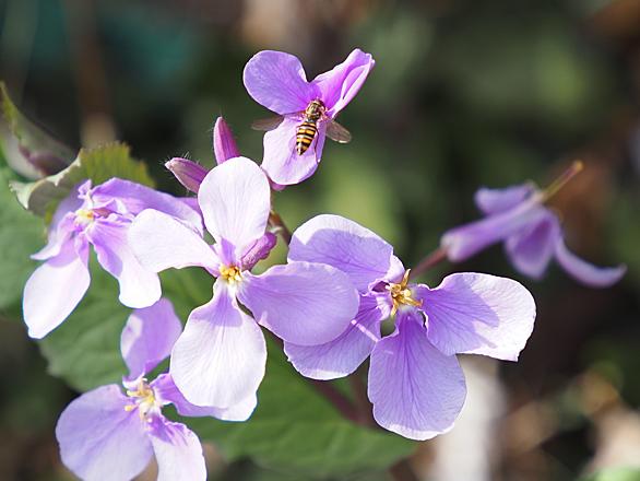 ハナダイコンとは 動植物の人気 最新記事を集めました はてな