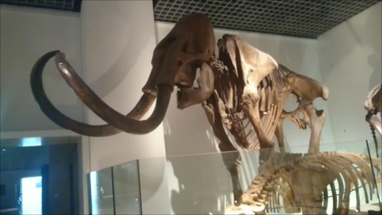 古生物紹介】コロンビアマンモス - Prehistoriclifemanの日記