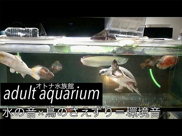スッポンモドキとは 動植物の人気 最新記事を集めました はてな