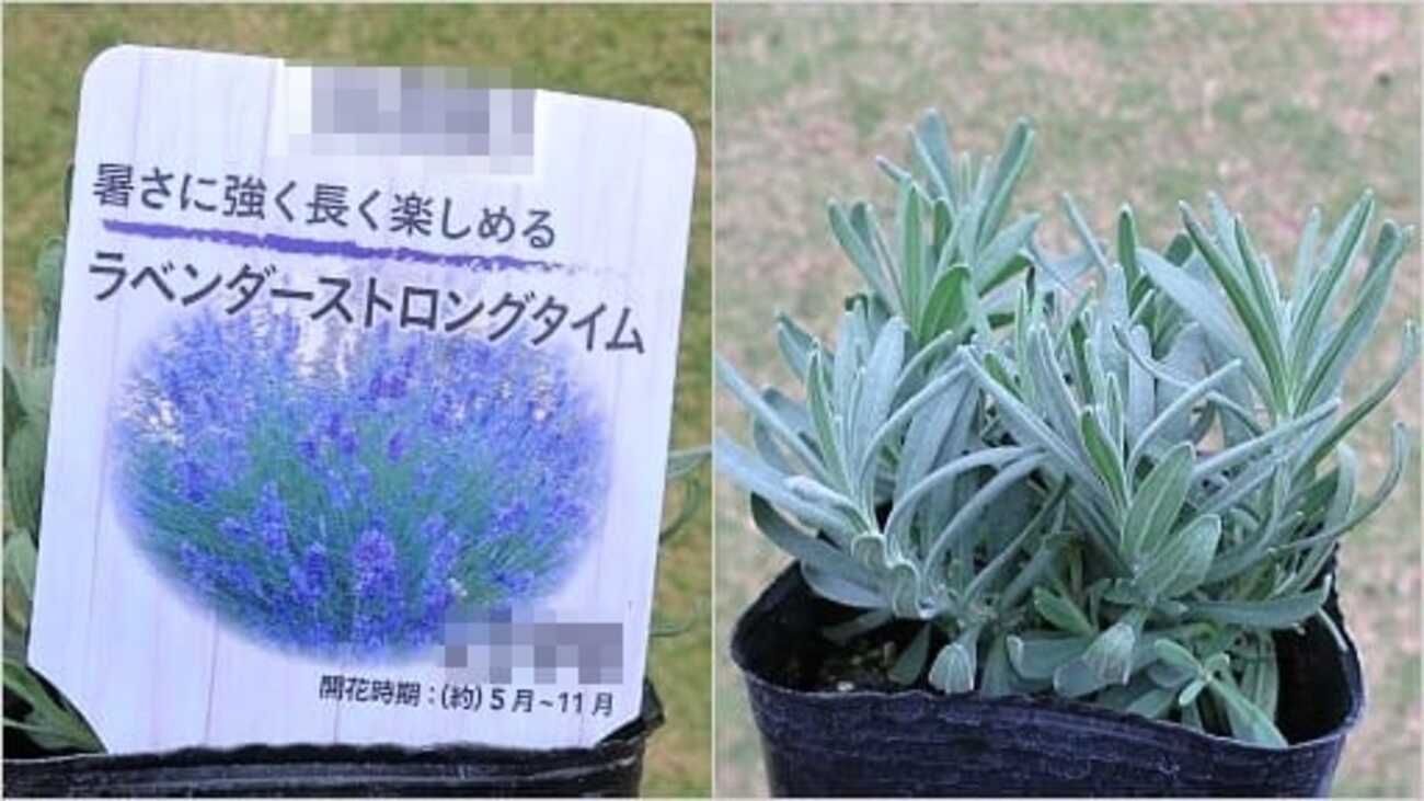 backend=imagemagick;version=1;