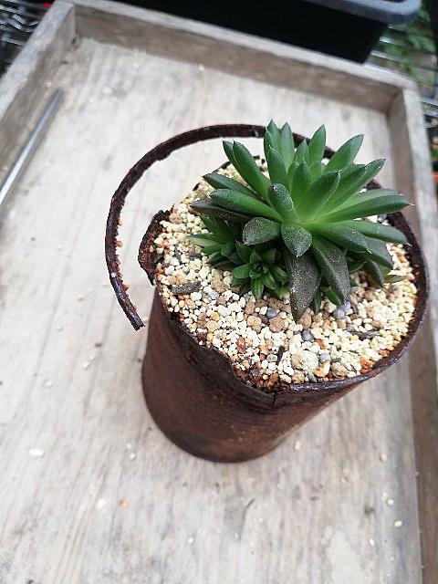 リメ缶多肉サボテン寄植え❢ 若々し