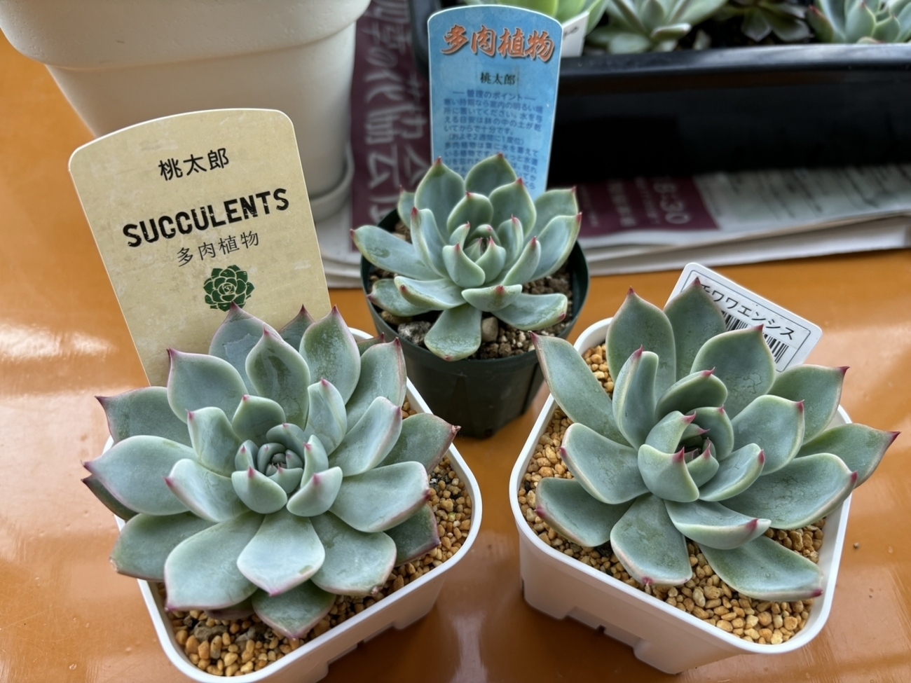 同じではない！！区別がつかない多肉植物の種類 - うちの多肉植物の日記