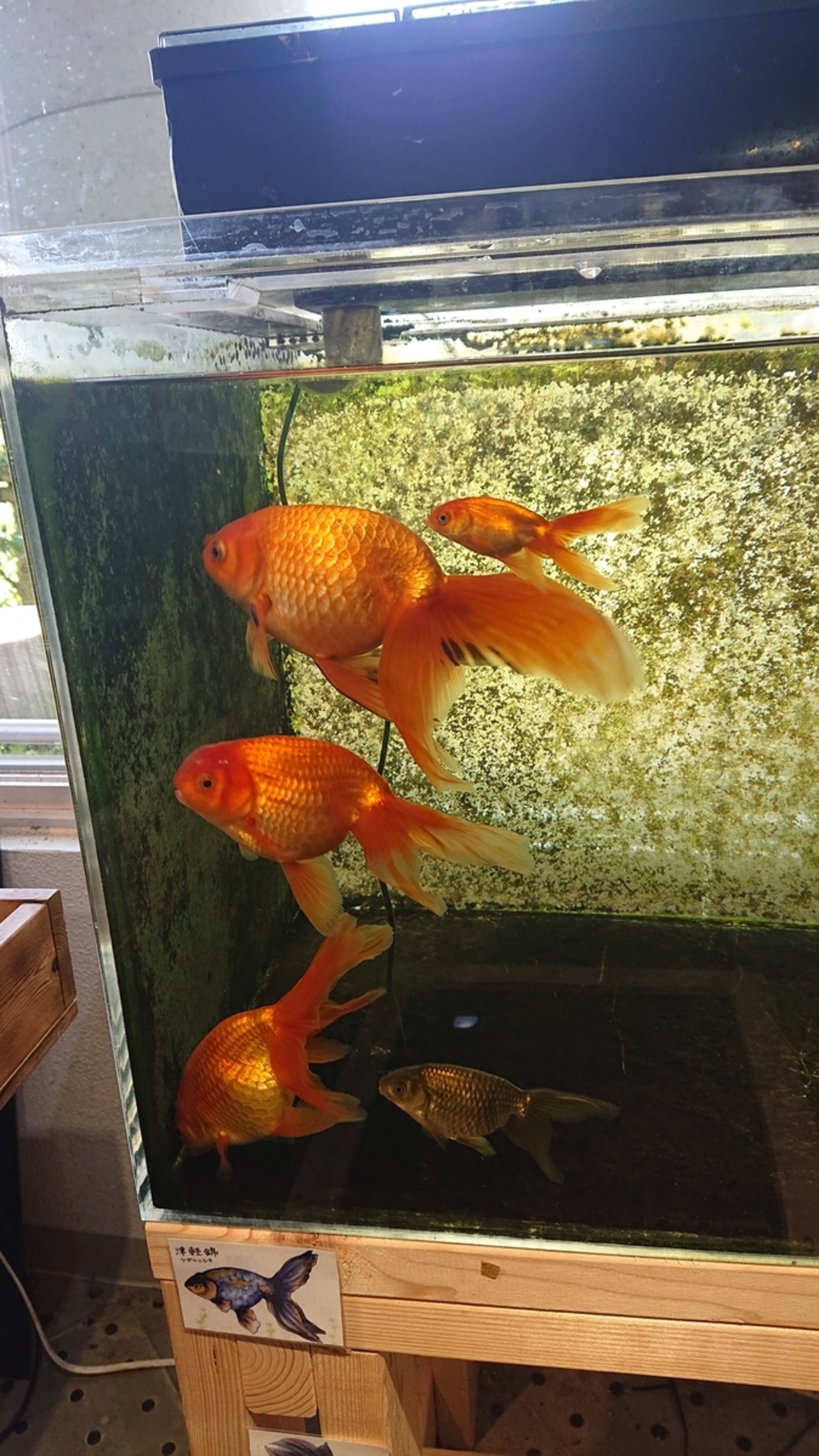 カワセミ水族館の金魚2021 津軽錦 - すくい金魚