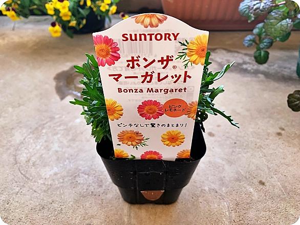 ③春もみじ銘品よくばりセット 3.5号ポット 特選5種入り ゼラニウム：もみじ葉ゼラニウム3～3.5号ポット の通販 | 園芸ネット